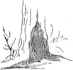 bear den at base of tree