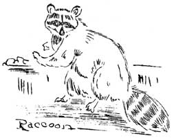 raccoon