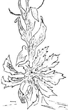 sketch of Sweet Coltsfoot