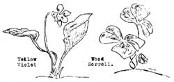 skech of Yellow Violet and Wood Sorrell