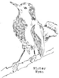winter wren