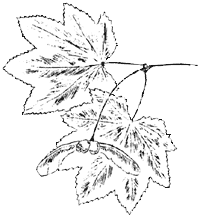 maple leaves