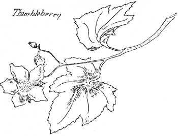 thimbleberry