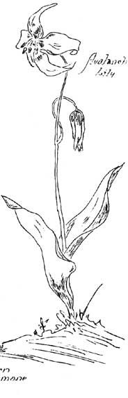 avalanche lily