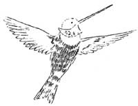 hummingbird