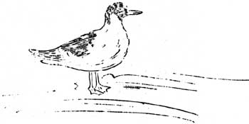seagull