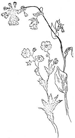 sketch of flower