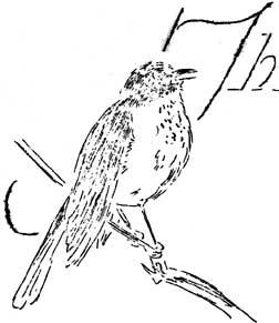 sketch of Thrush
