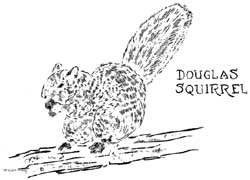 Douglas Squirrel