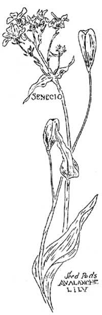 senecio and seed pods of avalanche lily