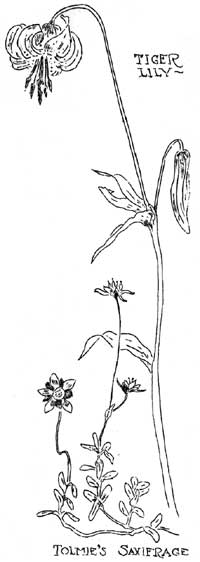 tiger lily and tolmie's saxifrage