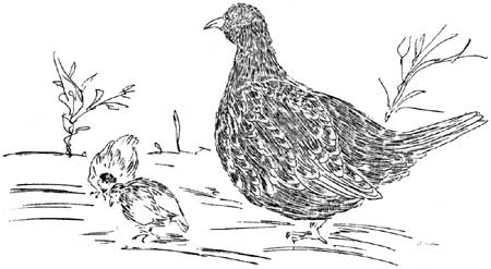 sketch of grouse hen and chicks