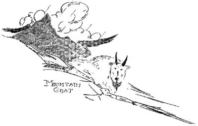 Mountain Goat