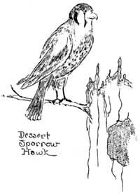 Sparrow Hawk