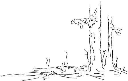 springs beside group of trees