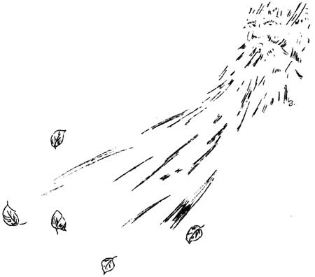 wind-blown leaves