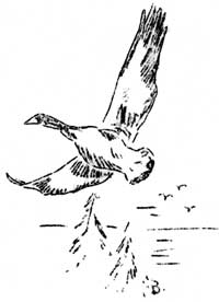 bird in flight