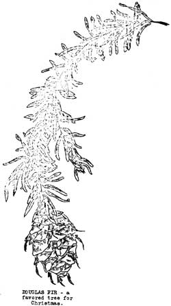 Douglas Fir, a favored tree for Christmas