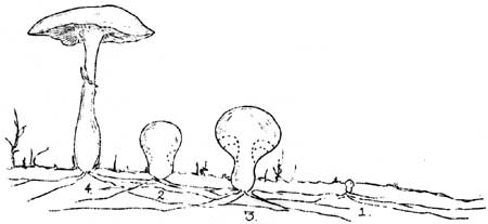 sketch of stages of mushroom growth