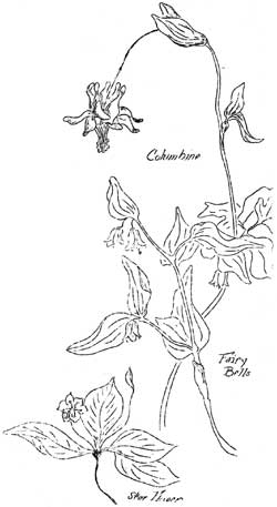 columbine, fairy bells, star flower