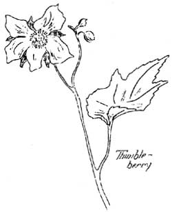 thimbleberry