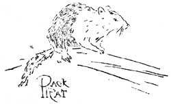 Pack Rat