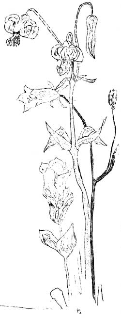 tiger lilies
