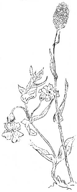 sketch of wildflowers