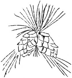 cones and needles