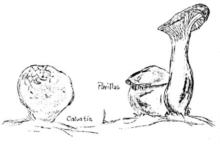 two mushrooms (calvatia and pavillus)