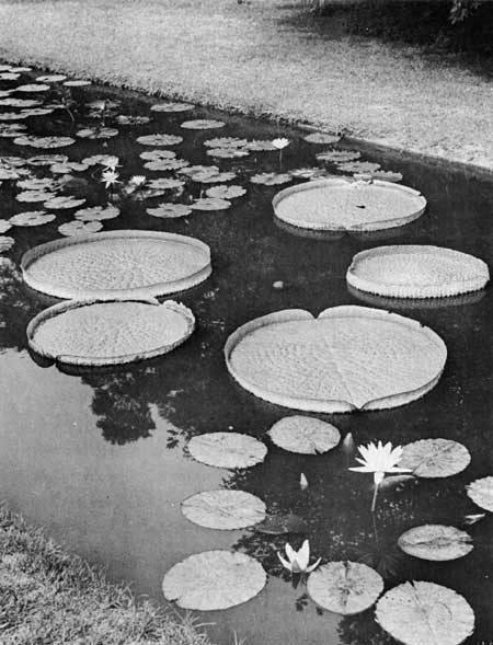 Water Lilies at Kenilworth