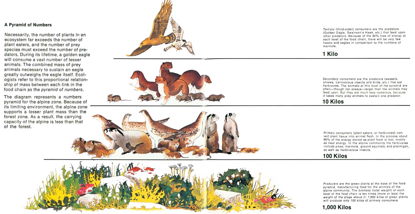 Nps Natural History Handbook Glacier