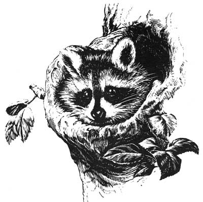 sketch of raccoon