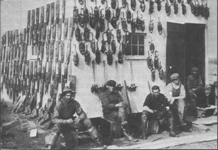 muskrat skins