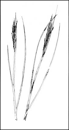 sketch of grass