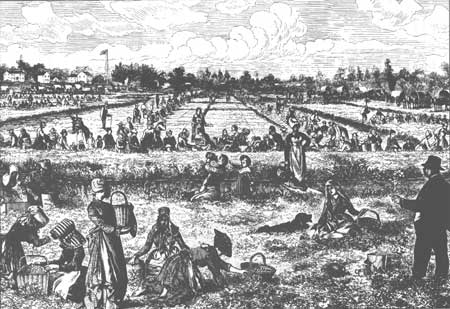 drawing of people harvesting cranberries