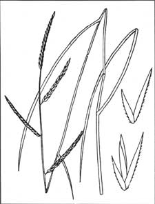 sketch of grass
