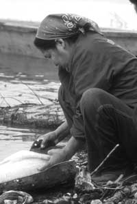 woman flensing a sheefish