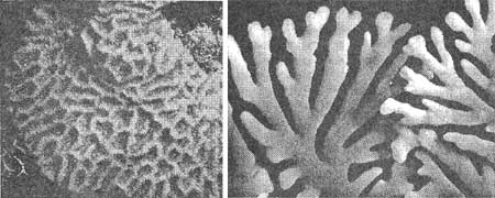 corals