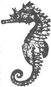 sea horse
