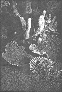 coral