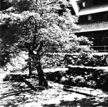 bigleaf maple