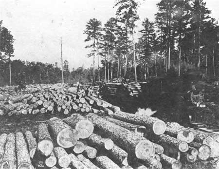 logging