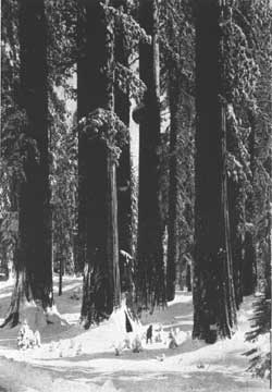 Mariposa Grove
