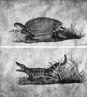 sketch of terrapin and alligator