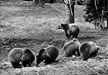 grizzly bears