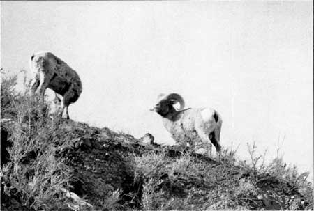 bighorns