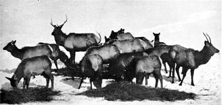 elk