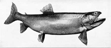lake trout