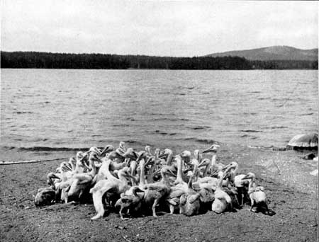 pelicans